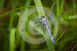 A blue dasher dragonfly resting in a natural background