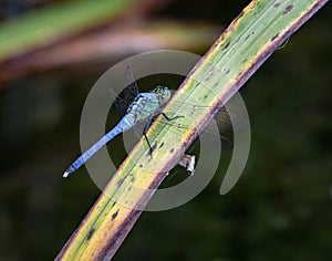 A blue dasher dragonfly rests momentarily on a blade of saw grass next to a lake in eastern Pennsylvania