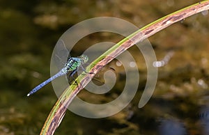A blue dasher dragonfly rests momentarily on a blade of sawgrass against a blurred natural background