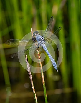 A blue dasher dragonfly rests momentarily on a plant against a blurred natural background in eastern Pennsylvania