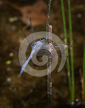 A blue dasher dragonfly rests momentarily on a plant next to a lake in eastern Pennsylvania