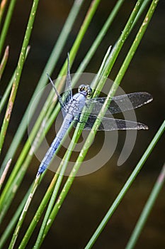 A blue dasher dragonfly rests on reeds against a dark blurred background