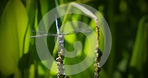Blue Dasher Dragonfly Sitting on  Stem with Green Leaves