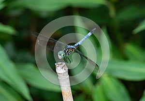 Blue Dasher Dragonfly Standing on a Bamboo Pole with Leaves in the Background