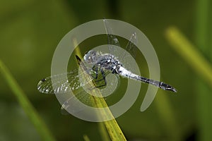 Blue dasher dragonfly on a twig in New Hampshire.