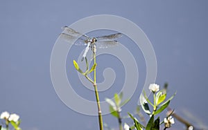 Blue Dasher Dragonfly, Walton County Georgia, USA