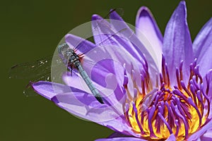 A Blue Dasher Dragonfly