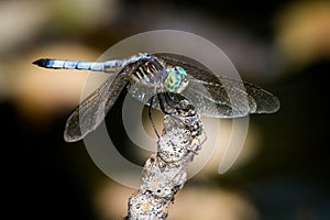 Blue Dasher Over Autumn Leaves