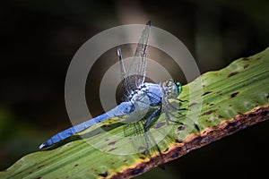 Blue Dasher in repose on a water plant against a dark blurred background