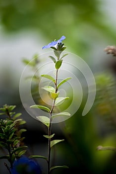 Blue daze flower blooming in the garden