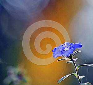 Blue Daze flower on blurred background