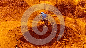 Blue death-feigning beetle in the Valley of Fire State Park in Nevada, USA