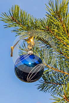 Blue decorative ball on the christmas tree blue sky background.