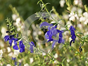 Blue decorative Gentian sages blooming