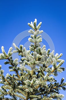 Blue decorative spruce