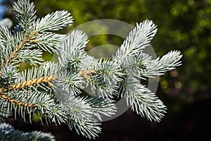 Blue decorative spruce