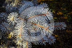 Blue decorative spruce