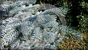 Blue decorative spruce