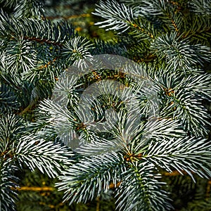 Blue decorative spruce