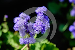 Blue delicate Ageratum flowers in a garden in a sunny summer day, photographed with soft focus