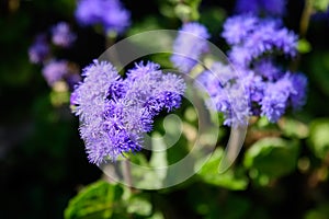 Blue delicate Ageratum flowers in a garden in a sunny summer day, with soft focus