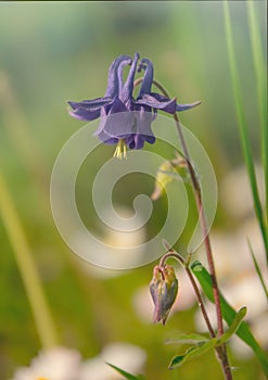 Blue delicate aquilegia flower against the background of a morning spring garden