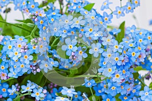 Blue delicate flowers of garden forget-me-not - natural floral background