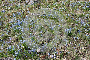 Blue delicate flowers of Scilla behind the village at the edge of the forest