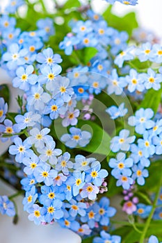 Blue delicate forget-me-not flowers - natural floral background