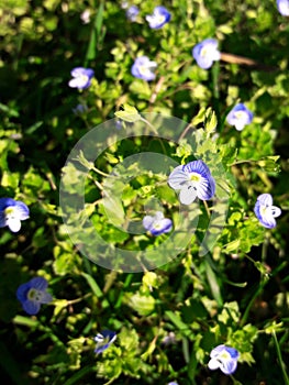 Blue and delicate spring flowers