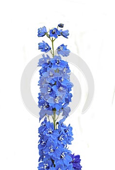 Blue delphinium