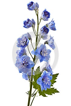 Blue delphinium flower photo