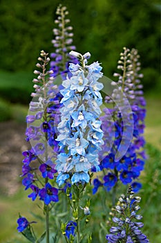 blue delphinium flowers blooming on blurred background. Candle Delphinium high garden blue flower. English Tall Larkspur photo
