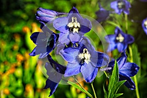 Blue Delphinium or Larkspur Flowers photo