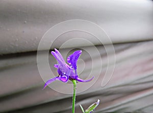 Blue Delphinium lat. Consolida ajacis flowers close up photo