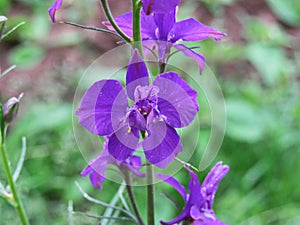 Blue Delphinium lat. Consolida ajacis flowers close up photo