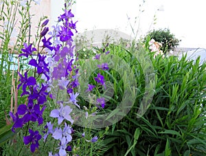 Blue Delphinium lat. Consolida ajacis flowers in the garden photo