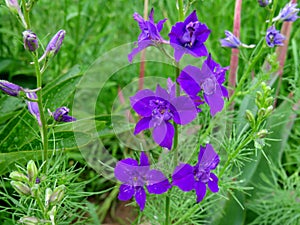 Blue Delphinium lat. Consolida ajacis flowers on green background photo