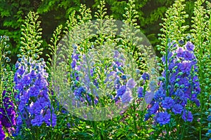 Blue Delphinium Van Dusen Garden Vancouver British Columbia Canada