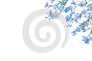 Blue Delphinium Wildflower Summer Background