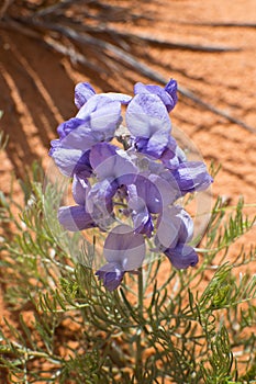 Blue desert wildflower in the wilds photo