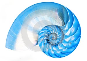 Blue detail of nautilus spiral shell