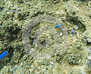 Blue Devil Damselfish: Dravuni Island