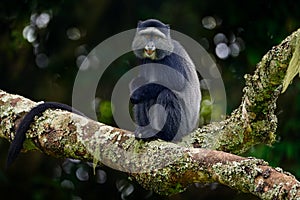 Blue diademed monkey, Cercopithecus mitis, sitting on tree in the nature forest habitat, Bwindi Impenetrable National Park, Uganda