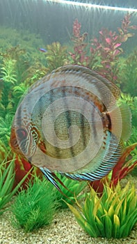 Blue diamond discus fish