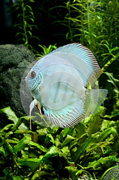 Blue Diamond Discus Fish