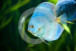 Blue Diamond Discus (Symphysodon aequifasciatus)