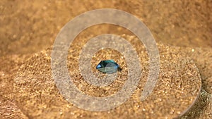 Blue diamond on golden background in jewelry shop