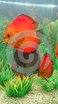 Blue diamond and marlboro red discus fish