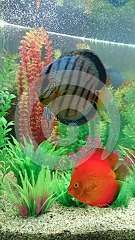 Blue diamond and marlboro red discus pair